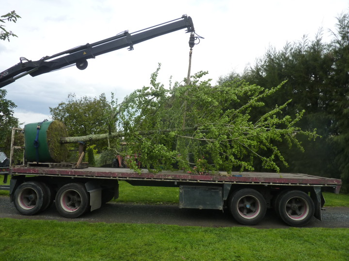 Trade Tauranga Tree Co