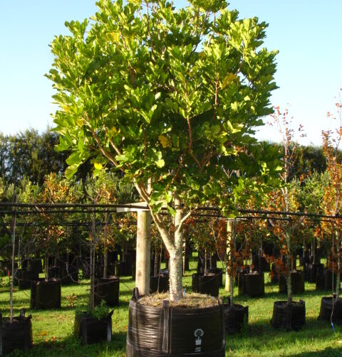 Dysoxylum spectabile