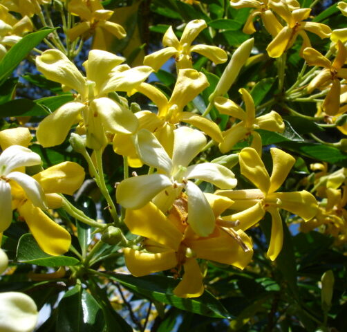 Hymenosporum flavum