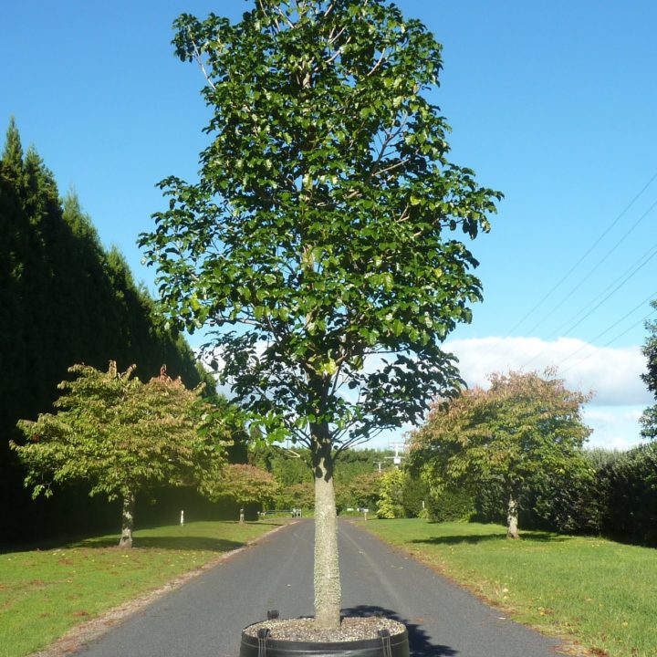 Large Container Trees