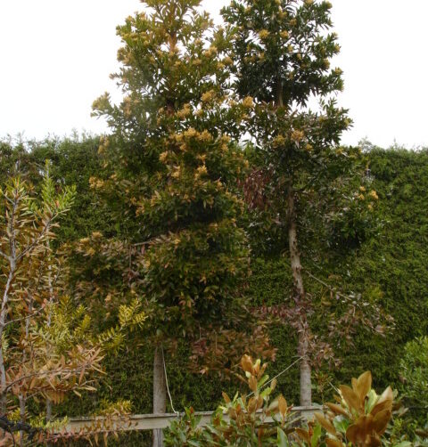 Agathis robusta