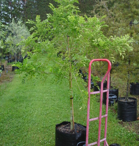 Fraxinus griffithsii