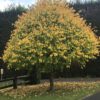 Tilia cordata Spring Glow - Image 4