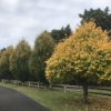 Tilia cordata Spring Glow - Image 3