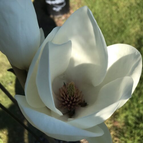 Magnolia × soulangeana ‘Lennei Alba’