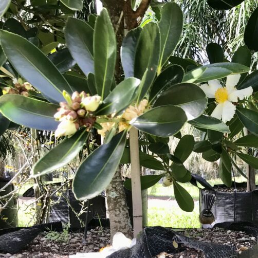 Gordonia axillaris