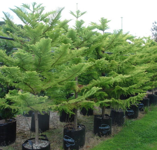 Araucaria heterophylla