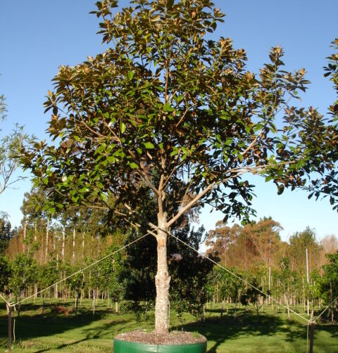Magnolia grandiflora Ferrugenia