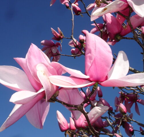 Magnolia Star Wars