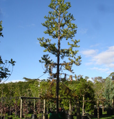 Agathis australis