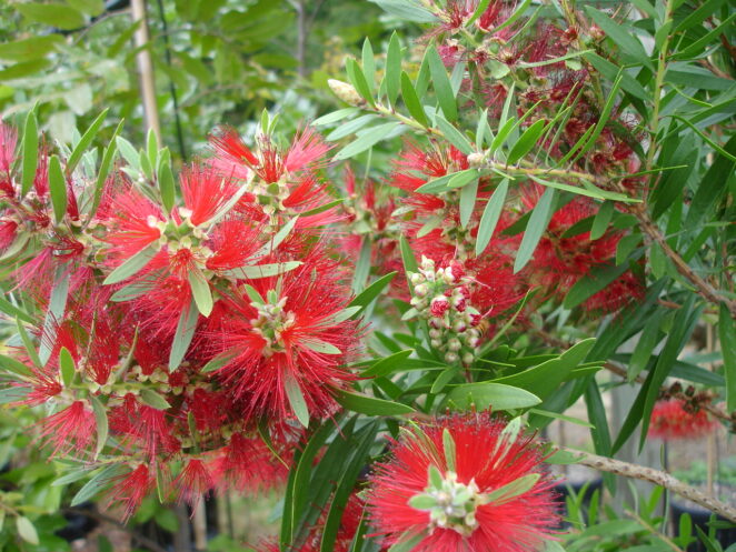 Buy Callistemon Red Cluster - Tauranga Tree Co