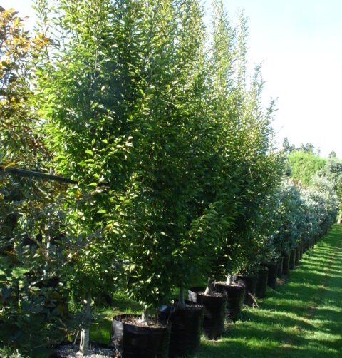 Carpinus betulus ‘Fastigiata’ - Upright Hornbeam