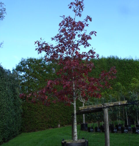 Quercus rubra