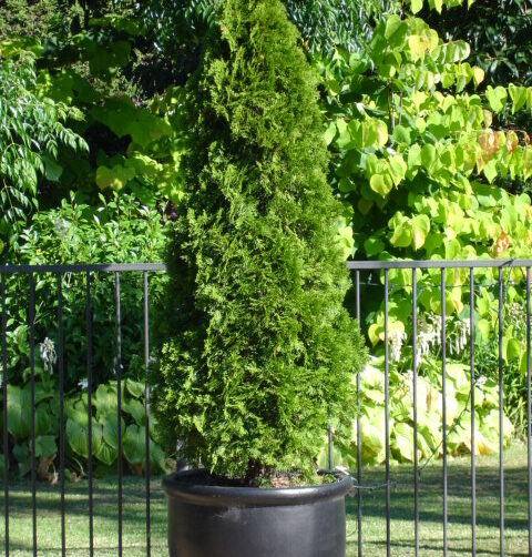 Thuya occidentalis