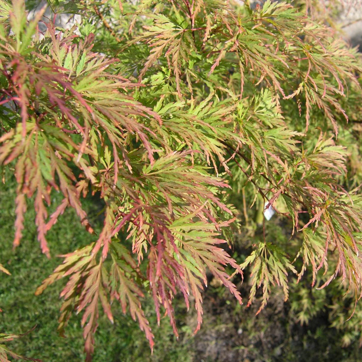 Acer palmatum dissectum Seiryu