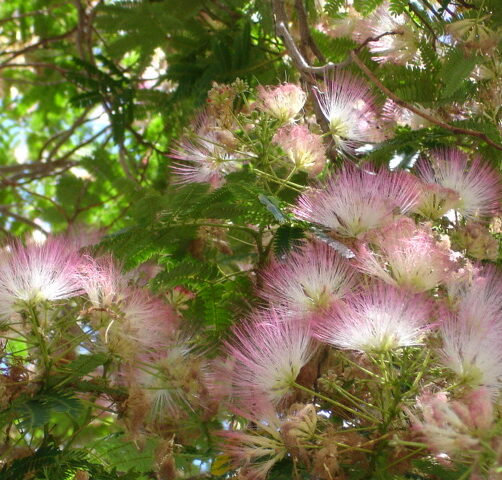 Albizia julibrissin Rosea