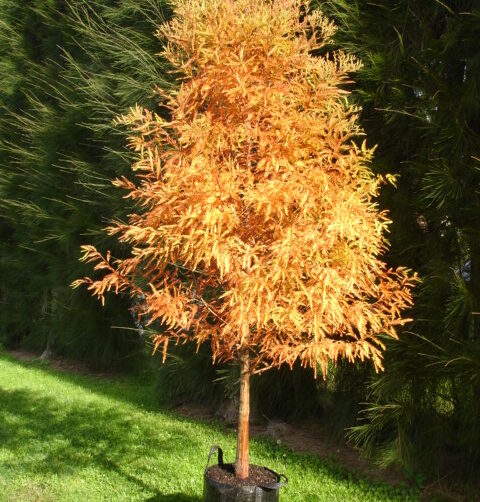 Taxodium  distichum