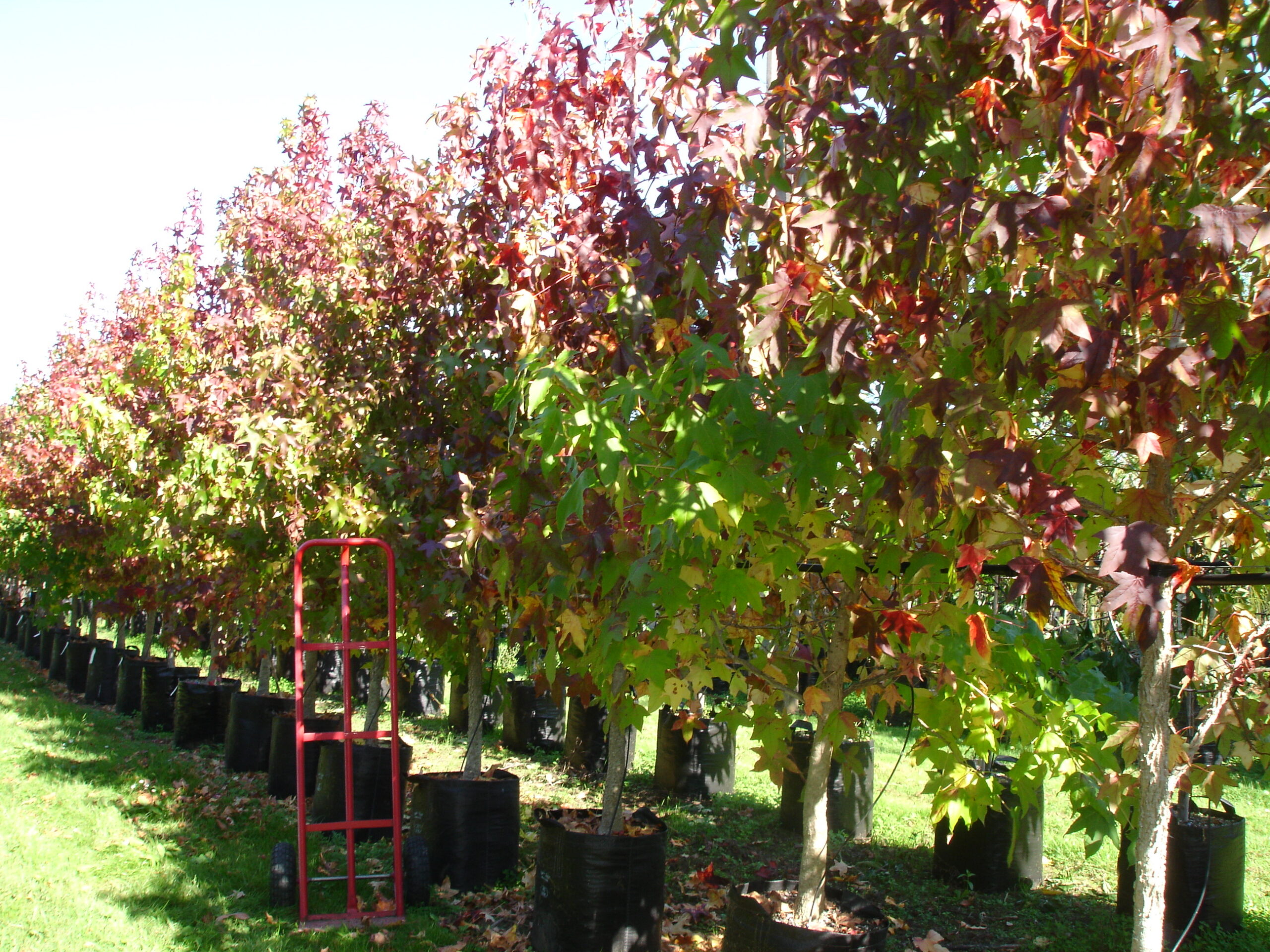 Liquidambar Lane Roberts