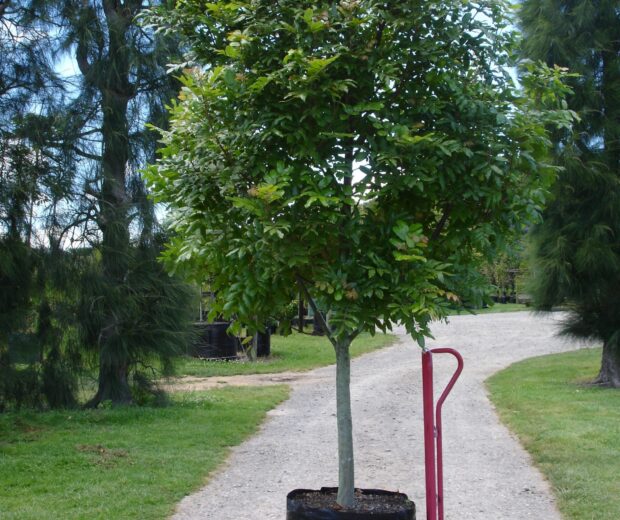 Tree nursery with the largest selection of big trees