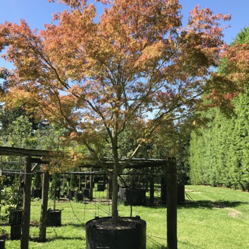 Acer palmatum dissectum Seiryu