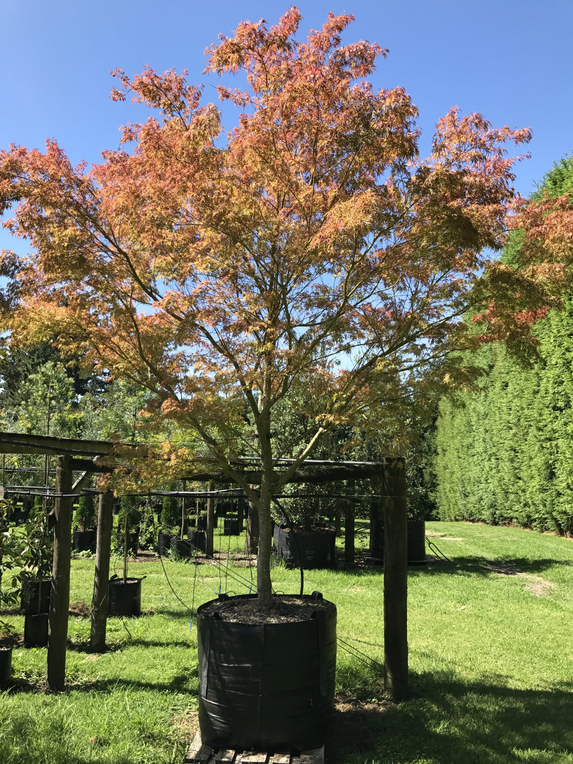 Acer palmatum dissectum Seiryu
