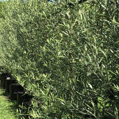 Olea europaea ‘El Greco’ - Greek Olive