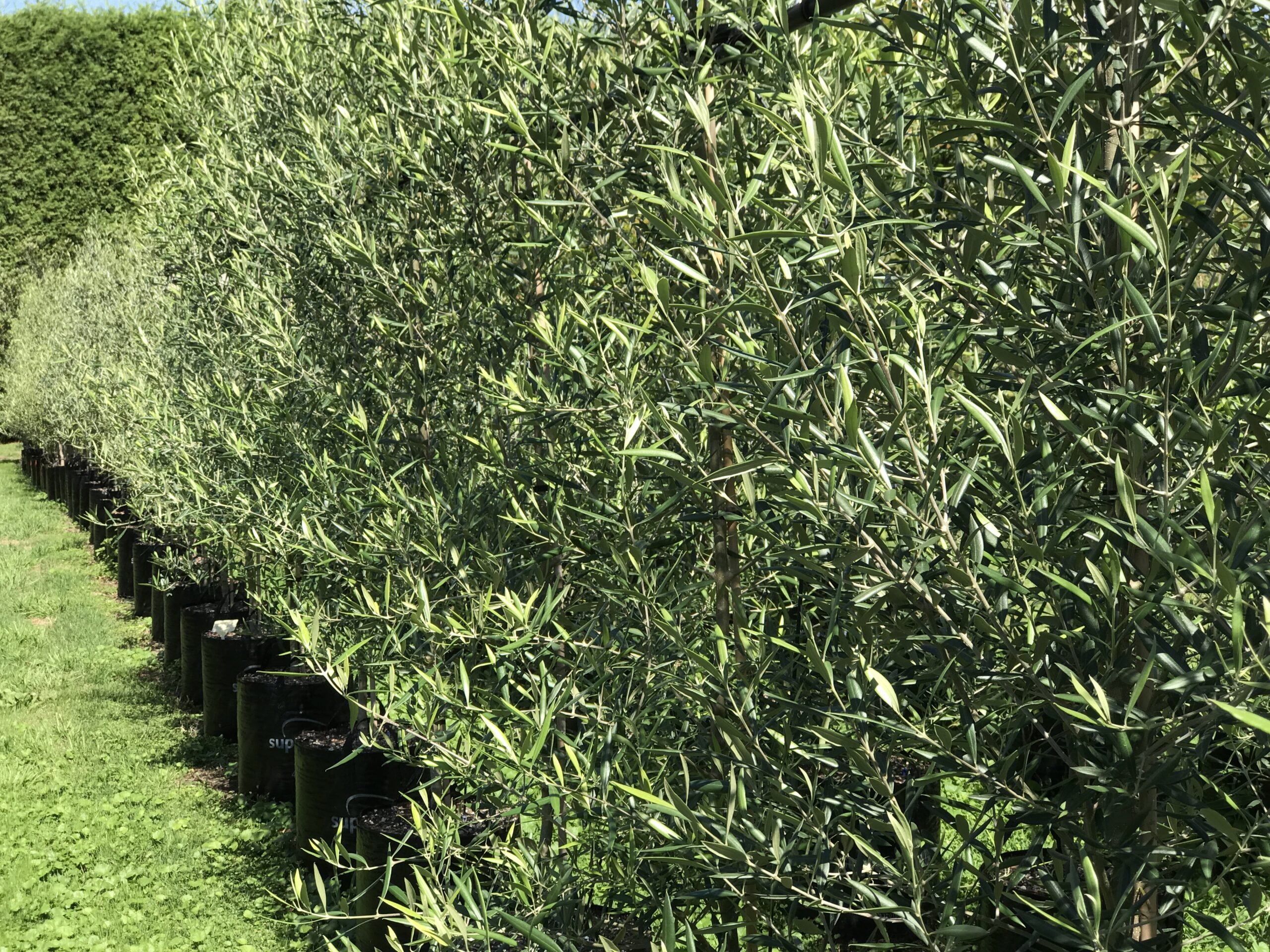 Olea europaea ‘El Greco’ - Greek Olive