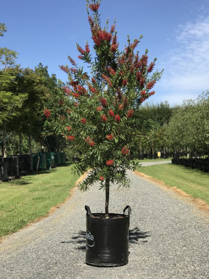 Callistemon Red Cluster Bottlebrush Tauranga Tree Co
