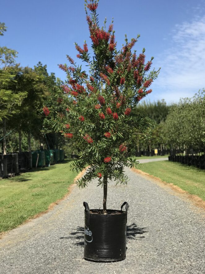 Buy Callistemon Red Cluster - Tauranga Tree Co