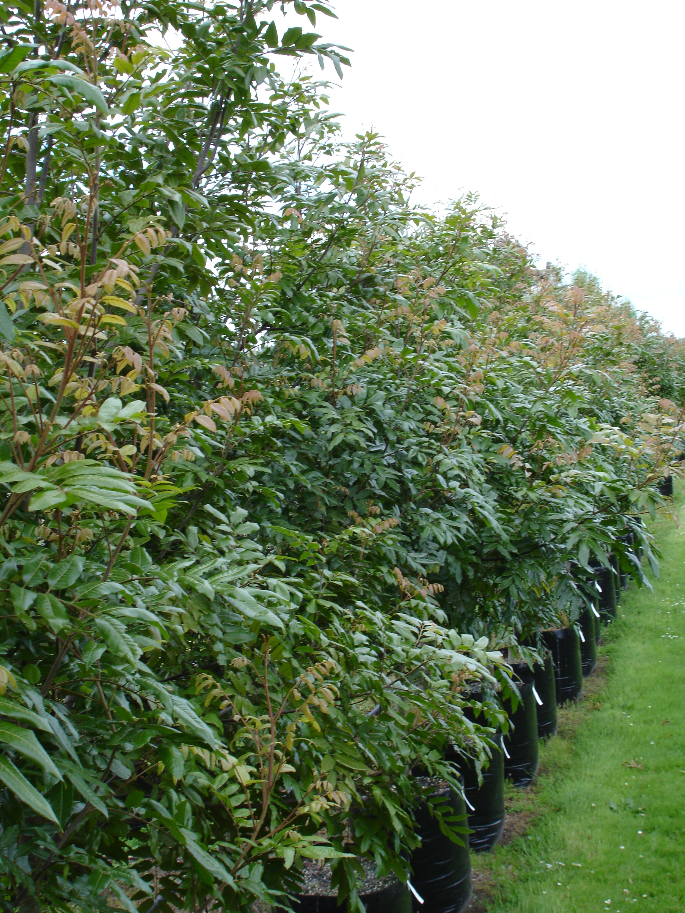 Alectryon excelsa Titoki Tauranga Tree Co