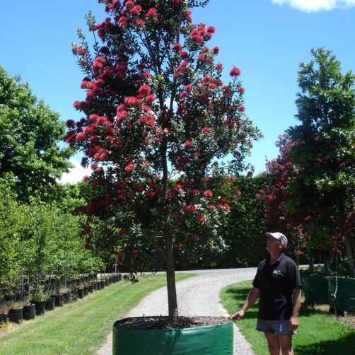 Metrosideros ‘Maori Princess’ - Pohutukawa