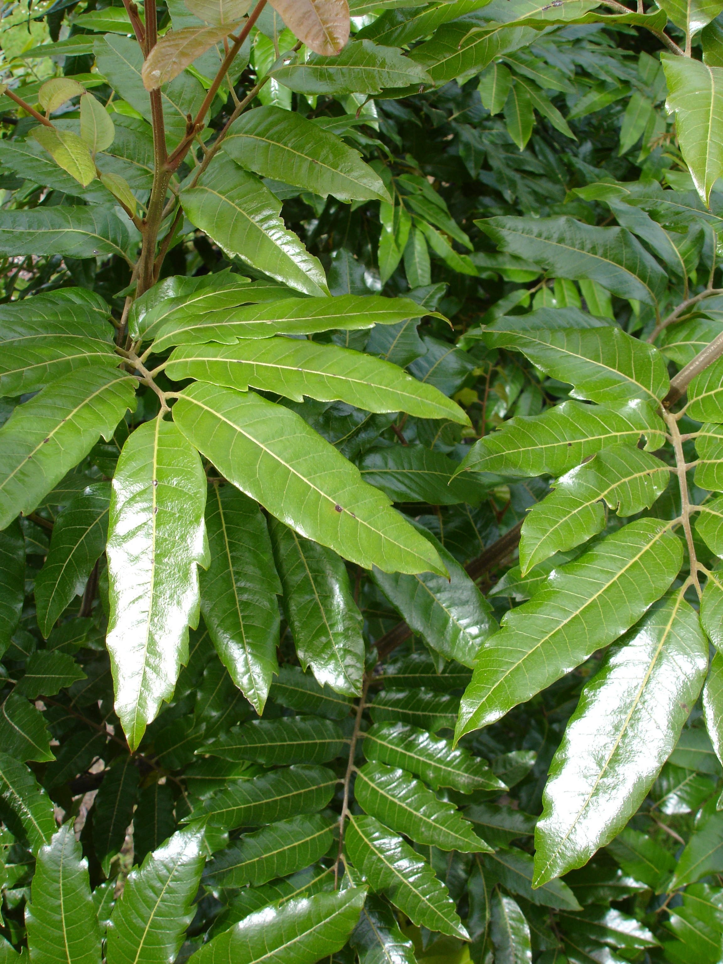 Alectryon excelsa Titoki Tauranga Tree Co
