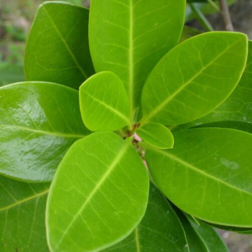 Corynocarpus laeviagatus