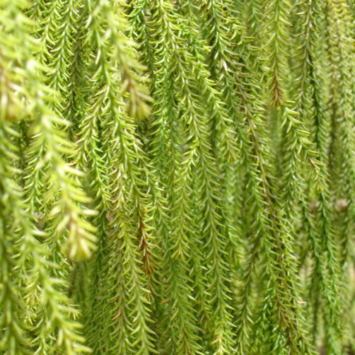 Dacrydium cupressinum