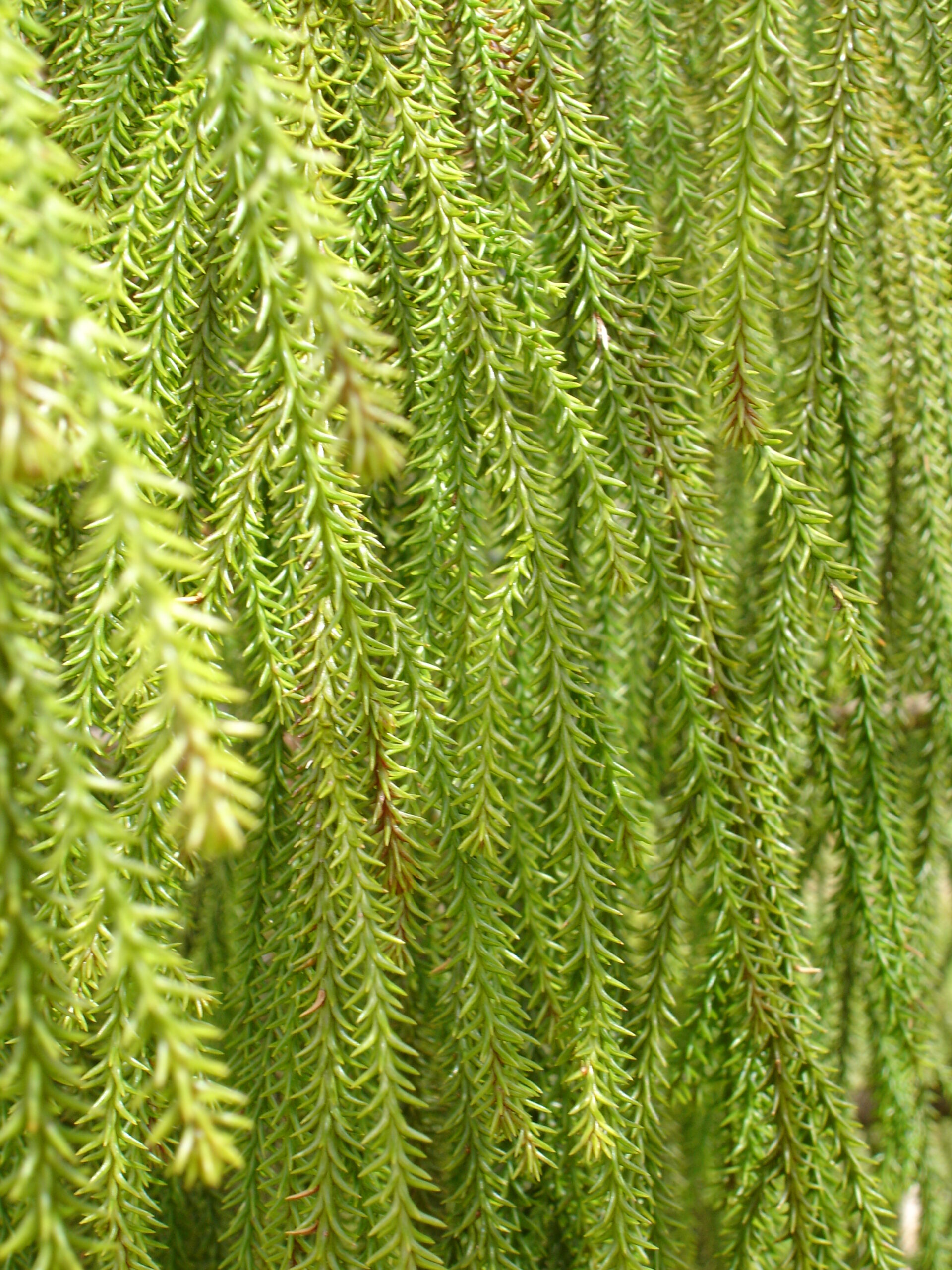Dacrydium cupressinum