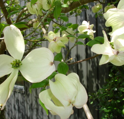 Cornus florida Cherokee Princess