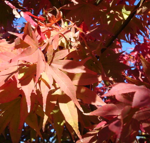 Acer palmatum Osakazuki