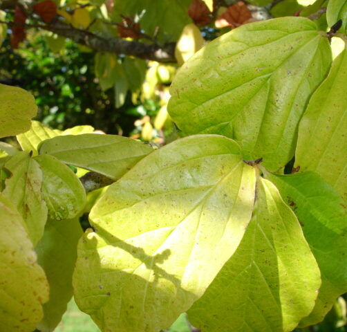 Parrotia persica