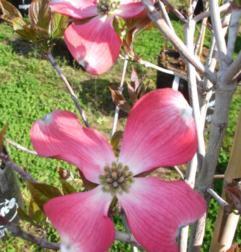 Cornus florida Cherokee Chief