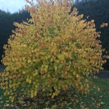Tilia cordata Spring Glow - Image 2