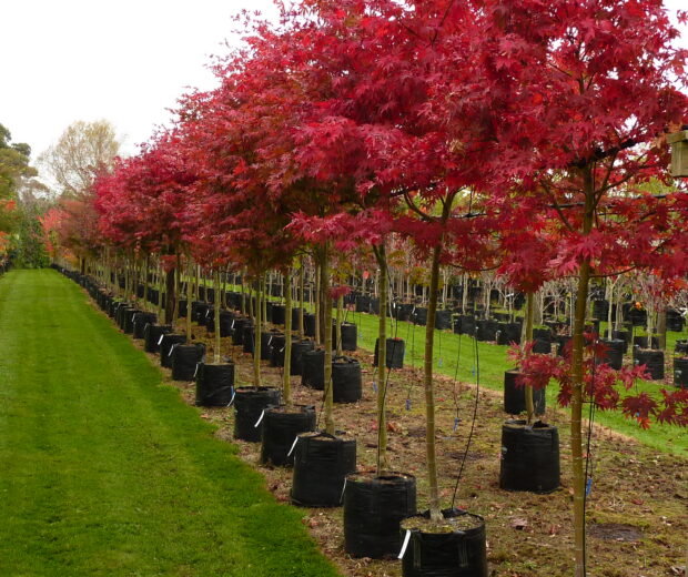 Tree nursery with the largest selection of big trees