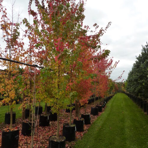 Acer Buergerianum - Trident Maple 45 ltr