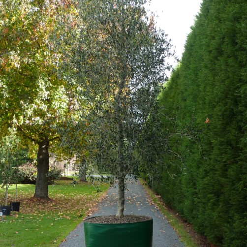Olea Verdale
