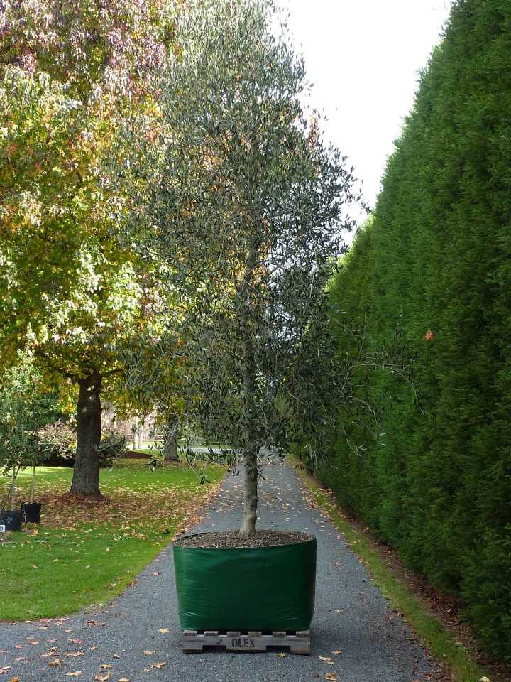 Olea Verdale Olive Tauranga Tree Co