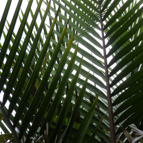 Rhopalostylis sapida