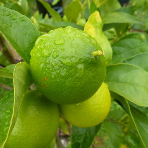 Citrus 'Tahitian lime'