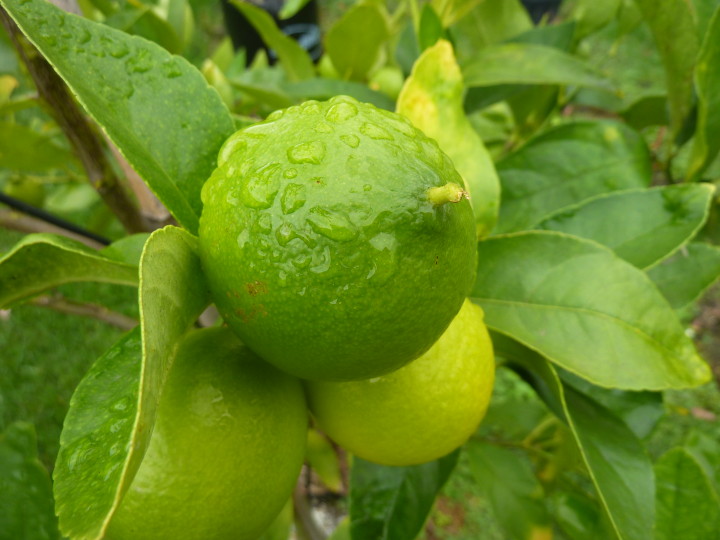 Citrus 'Tahitian lime' Lime Tauranga Tree Co