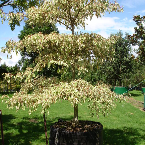 Cornus controversa variegata