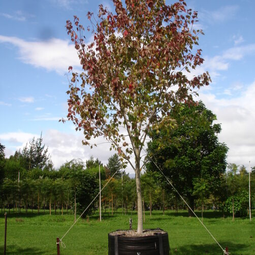 Acer x freemanii ‘Jeffersred’ - Autumn Blaze Maple