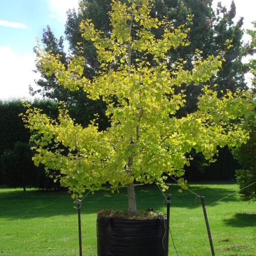 Ginkgo biloba Autumn Gold